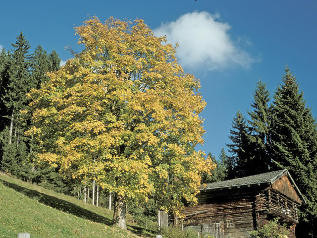 Apartment Neukumhof *